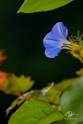 g13/70/1195770/3/175647980.7f5ea778.JPEG