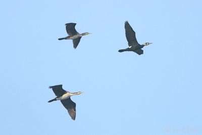 Great Cormorant - Phalacrocorax carbo sinensis