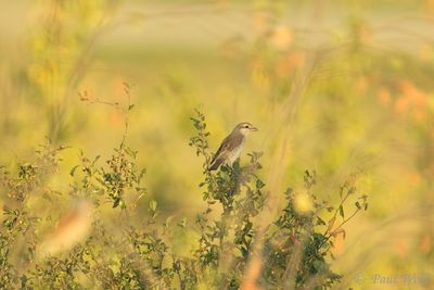 Red-backed Shrike - Lanius collurio
