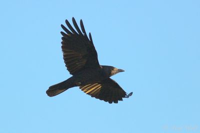 Rook - Corvus frugilegus