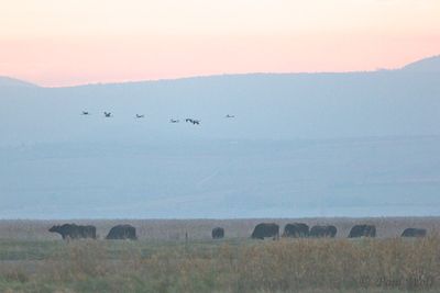 Common Crane - Grus grus