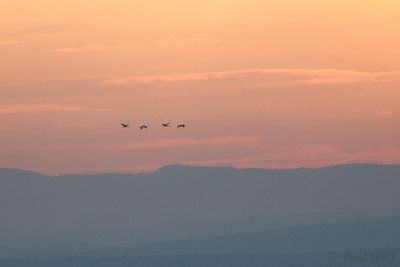 Common Crane - Grus grus