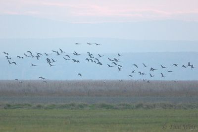 Common Crane - Grus grus