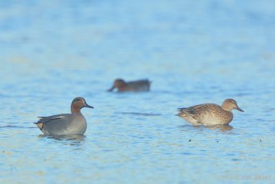 Eurasian Teal - Anas crecca