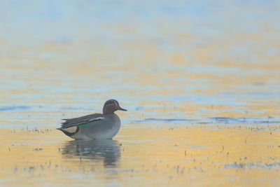 Eurasian Teal - Anas crecca