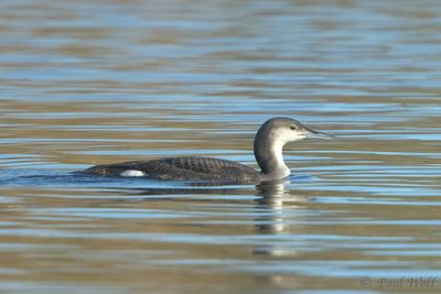 Black-throated Diver - Gavia arctica