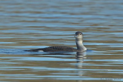 Black-throated Diver - Gavia arctica