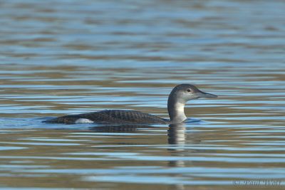 Black-throated Diver - Gavia arctica