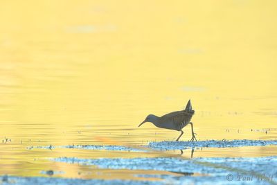Water Rail - Rallus aquaticus