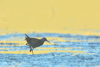 Water Rail - Rallus aquaticus