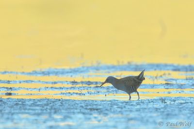 Water Rail - Rallus aquaticus