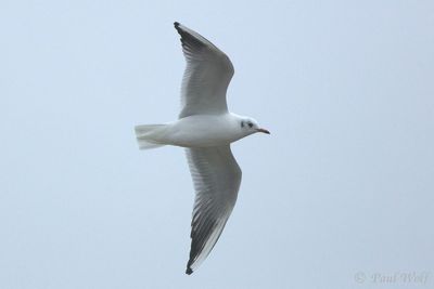 Black-headed Gull - Chroicocephalus ridibundus