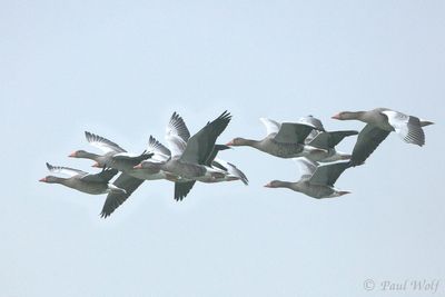 Greylag Goose - Anser anser
