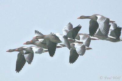 Greylag Goose - Anser anser