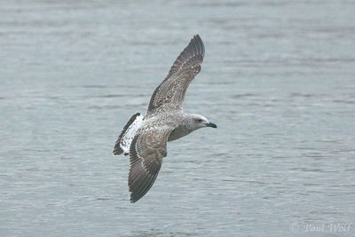 Yellow-legged Gull - Larus michahellis
