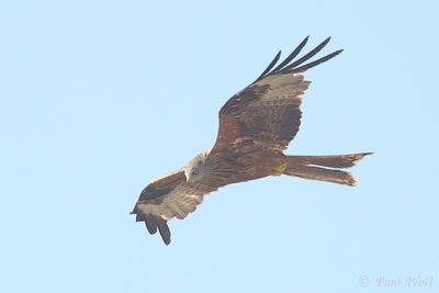 Red Kite - Milvus milvus