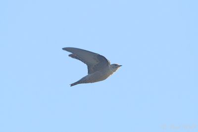 Eurasian Crag Martin - Ptyonoprogne rupestris