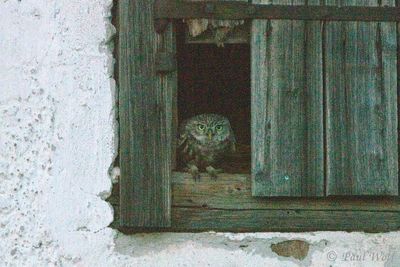 Little Owl - Athene noctua