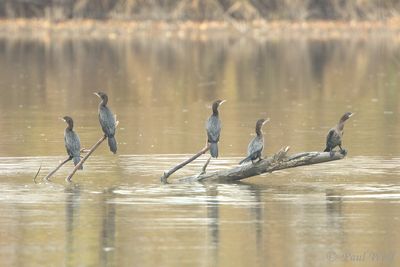 Pygmy Cormorant - Microcarbo pygmeus