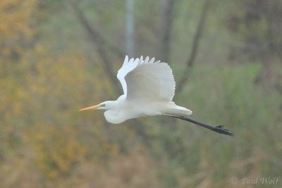 Great Egret - Ardea alba