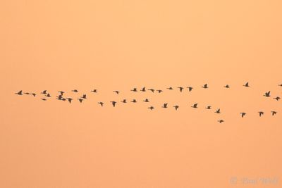 Greater White-fronted Goose - Anser albifrons