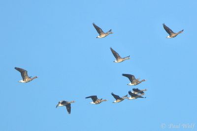 Greater White-fronted Goose - Anser albifrons