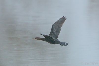 Pygmy Cormarant - Microcarbo pygmeus