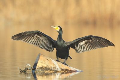 Great Cormorant - Phalacrocorax carbo