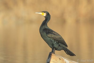 Great Cormorant - Phalacrocorax carbo
