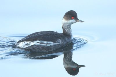 Black-necked Grebe - Podiceps nigricollis