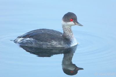 Black-necked Grebe - Podiceps nigricollis