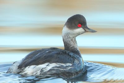 Black-necked Grebe - Podiceps nigricollis