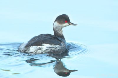 Black-necked Grebe - Podiceps nigricollis