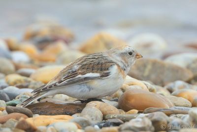Snow Bunting - Plectrophenax nivalis