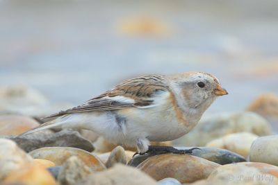 Snow Bunting - Plectrophenax nivalis
