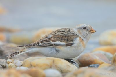 Snow Bunting - Plectrophenax nivalis