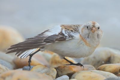 Snow Bunting - Plectrophenax nivalis