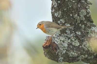 European Robin - Erithacus rubecula
