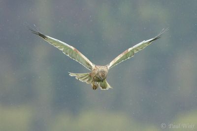 Western Marsh Harrier - Circus aeruginosus