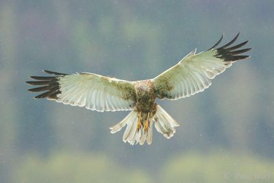 Western Marsh Harrier - Circus aeruginosus
