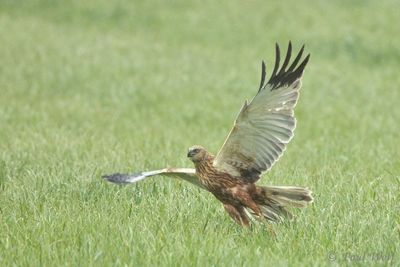 Western Marsh Harrier - Circus aeruginosus