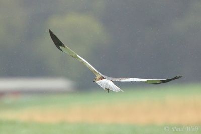 Western Marsh Harrier - Circus aeruginosus