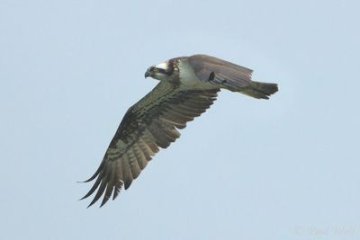 Western Osprey - Pandion haliaetus
