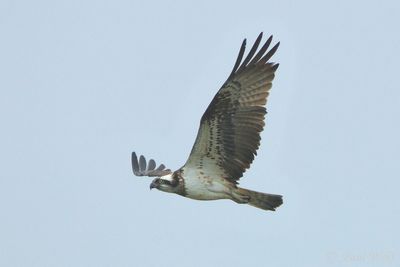 Western Osprey - Pandion haliaetus