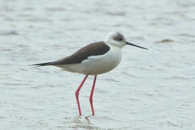 Black-winged Stilt - Himantopus himantopus
