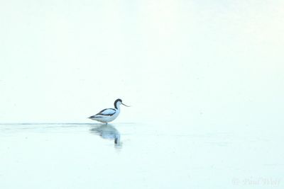 Pied Avocet - Recurvirostra avosetta