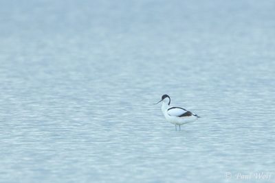 Pied Avocet - Recurvirostra avosetta