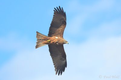 Black Kite - Milvus migrans