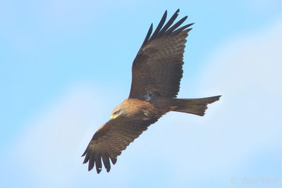 Black Kite - Milvus migrans