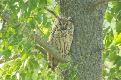Long-eared Owl - Asio otus
